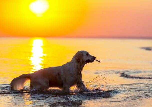 friendly vacation rentals pet friendly vacation rentals in northern michigan friendly vacation rentals pet friendly vacation rentals in northern michigan