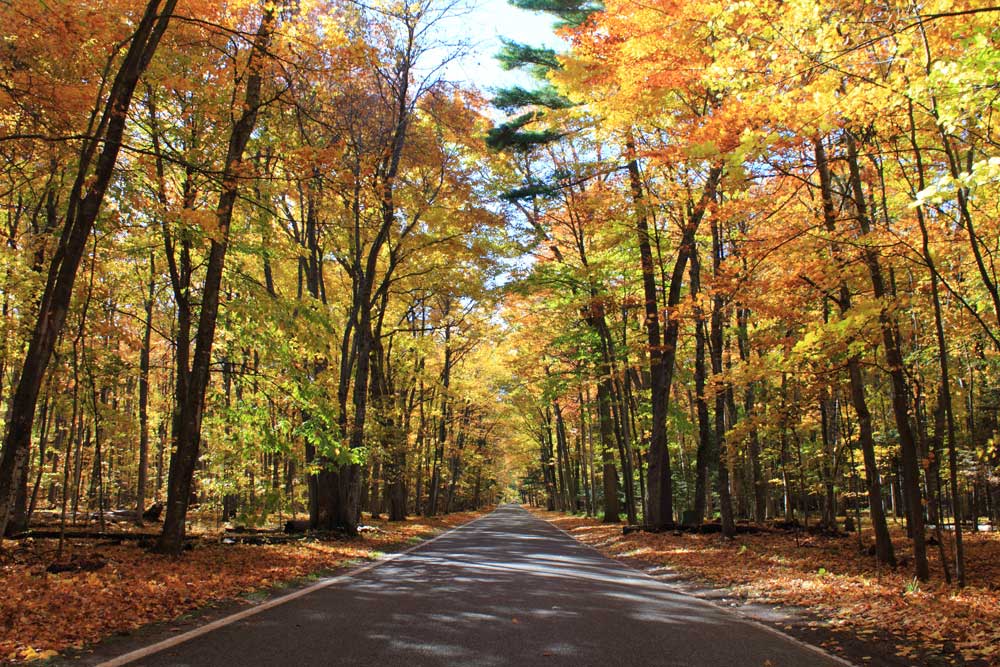 The Tunnel of Trees on M119 in Northern Michigan