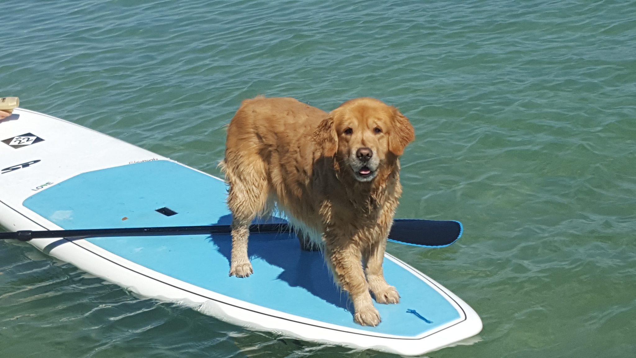 PaddleBoardDog Holiday Vacation Rentals