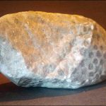 An unpolished Petoskey Stone (Photo: John Mortimore)