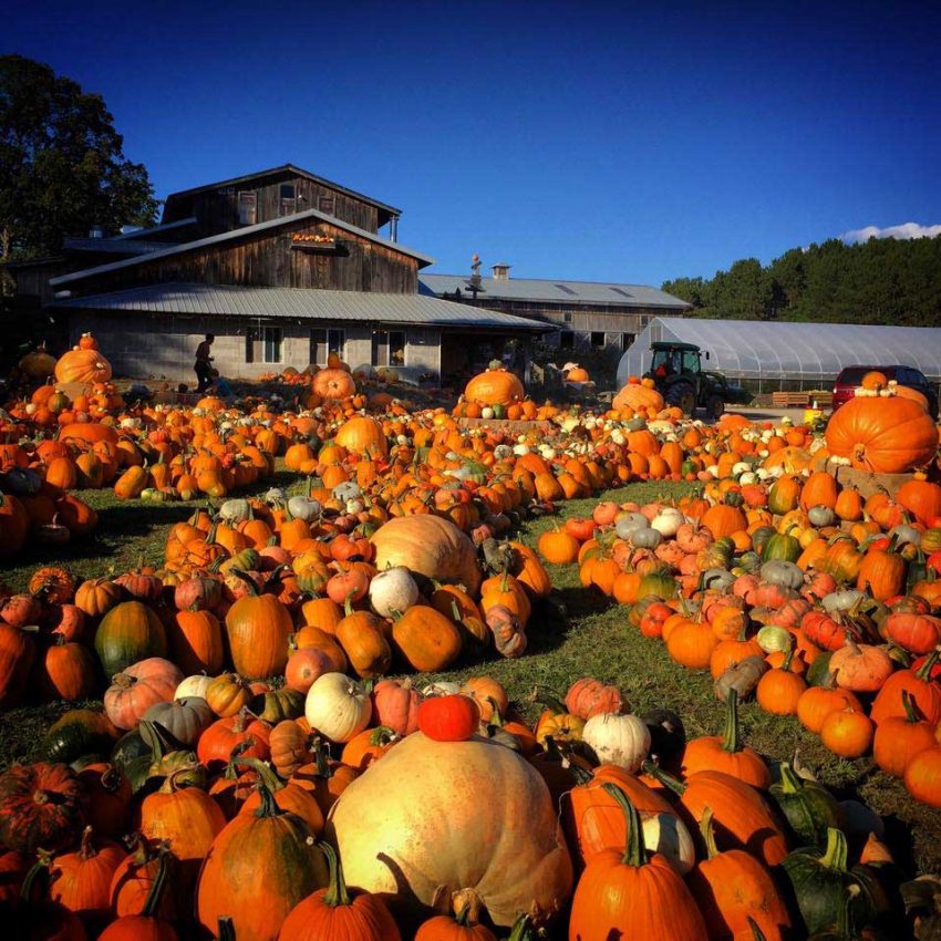 A plethora of pumpkins at Pond Hill Farm (Photo: Pond Hill Farm)