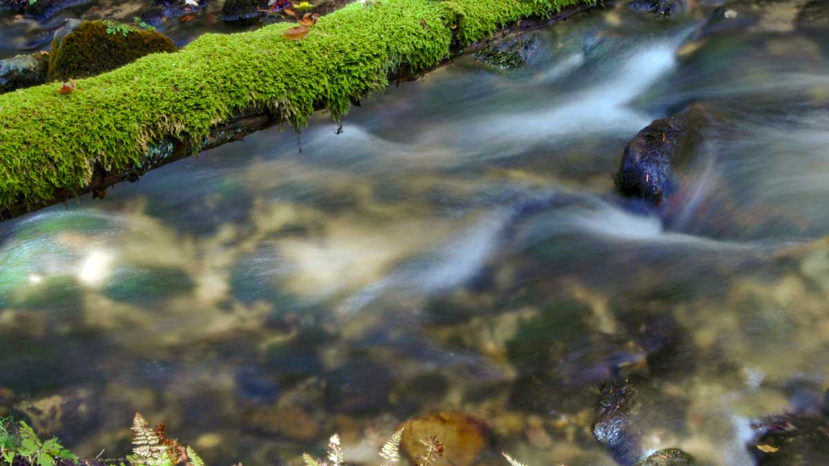 Five Mile Creek Nature Preserve (Photo: Charles Dawley/CC BY-NC-ND 2.0)