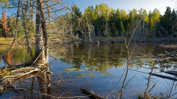 Hailand and Helstrom Preserve Complex | Northern Michigan Nature Preserves