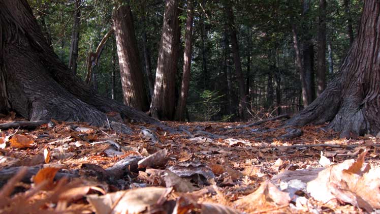 Naas, Mauger, Raunecker, and Leslie Preserve Complex | Northern Michigan Nature Preserves