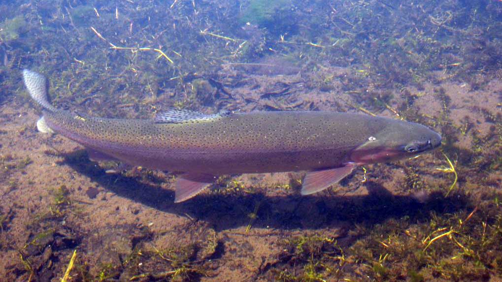 A rainbow trout at Oden State Fish Hatchery (Photo:All Things Michigan/CC BY-SA 2.0)