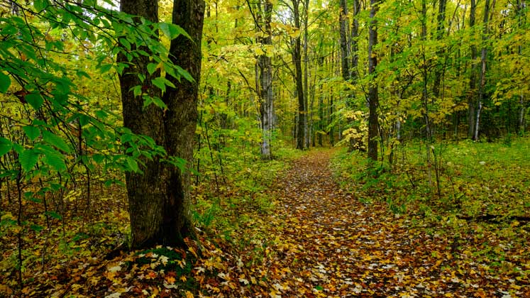 Offield Family Nature Preserve | Northern Michigan Nature Preserves