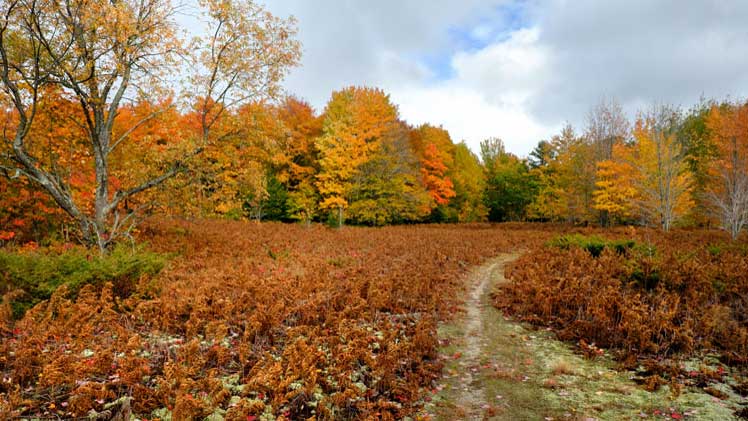 Watson and Schott Preserve Complex | Northern Michigan Nature Preserves