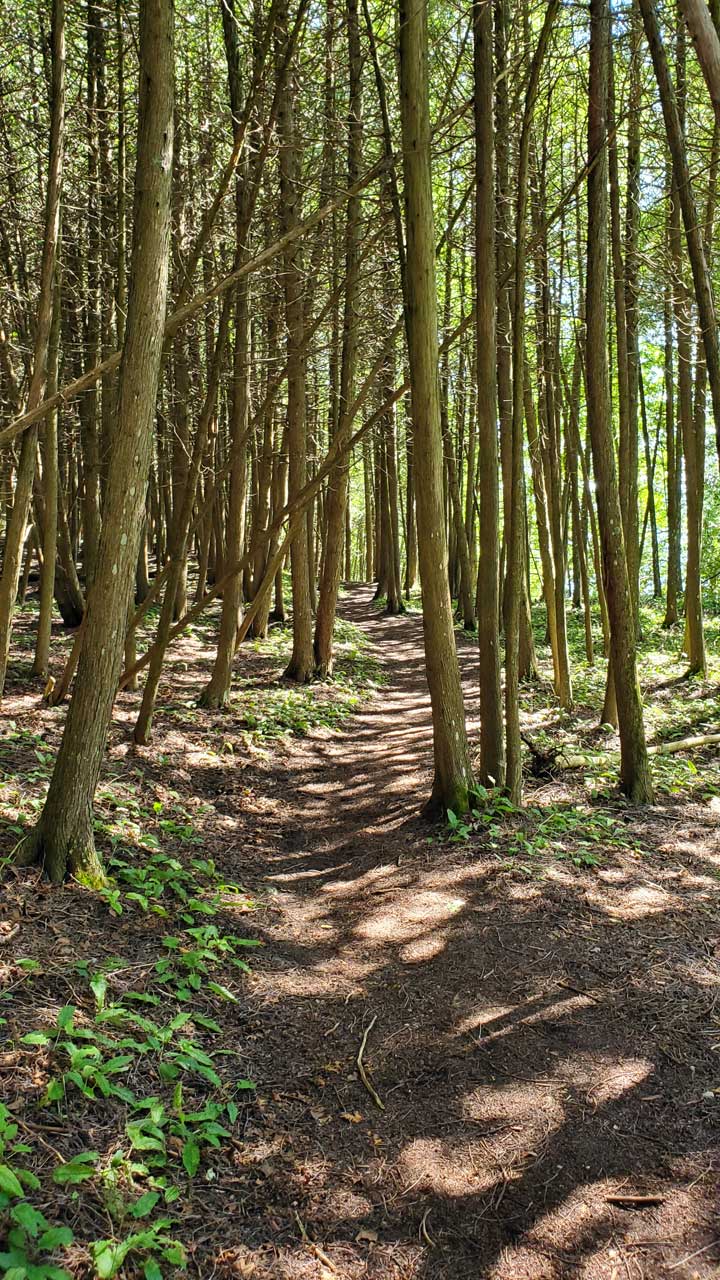 Mackinac Island woods tril