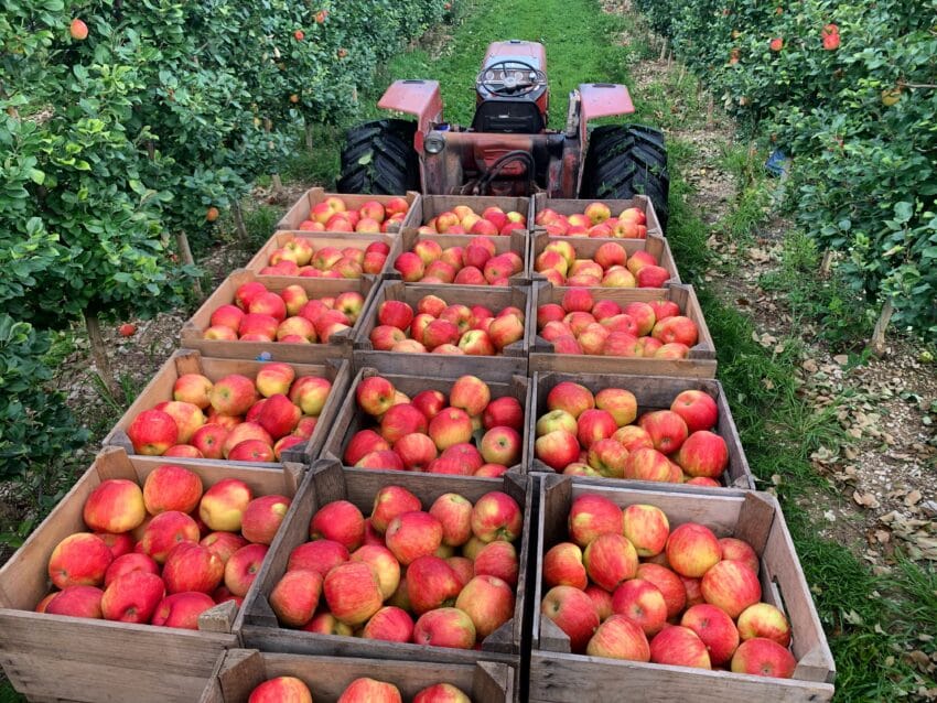 Boxes of red apples at an orchard