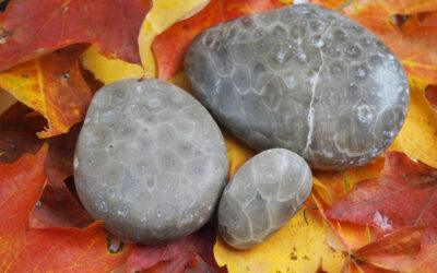 All About the Petoskey Stone