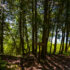 Hiking trail in the woods on Mackinac Island.