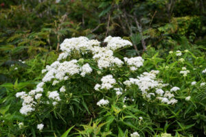 Poison Hemlock