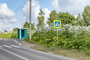 Giant Hogweed plant growing along a road.