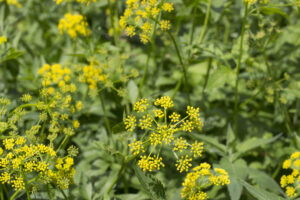 Wild Parsnip Palnt