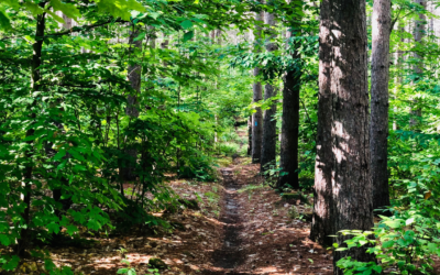 Exploring Nature’s Paradise: Hiking Trails in Emmet County, Michigan