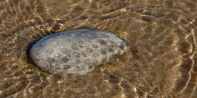 Rock Hounding Lake Michigan Beaches in Northern Michigan