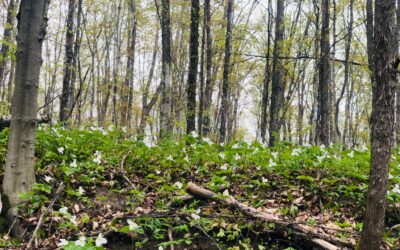 Embracing Nature’s Healing Touch: Forest Bathing (Shinrin-Yoku) in Northern Michigan